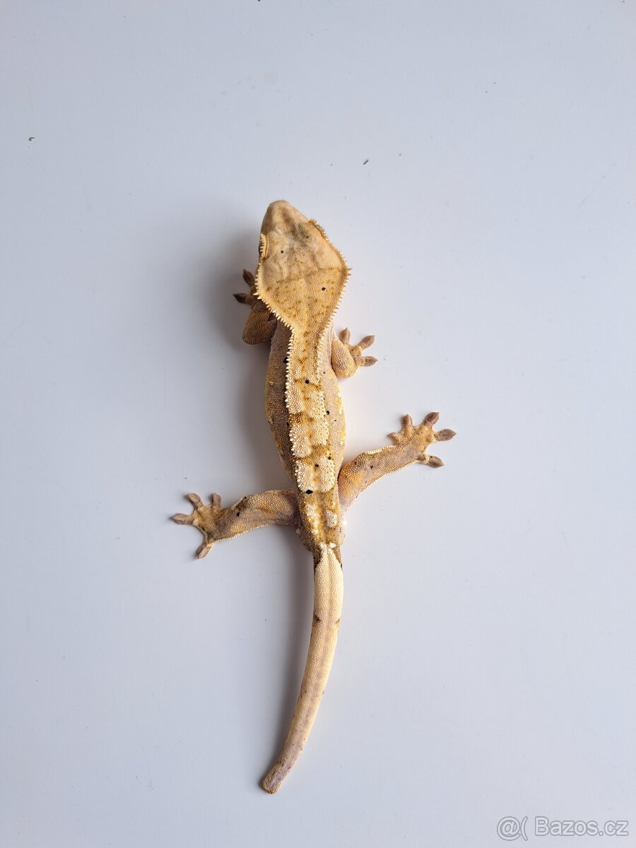 pagekon řasnatý samec...