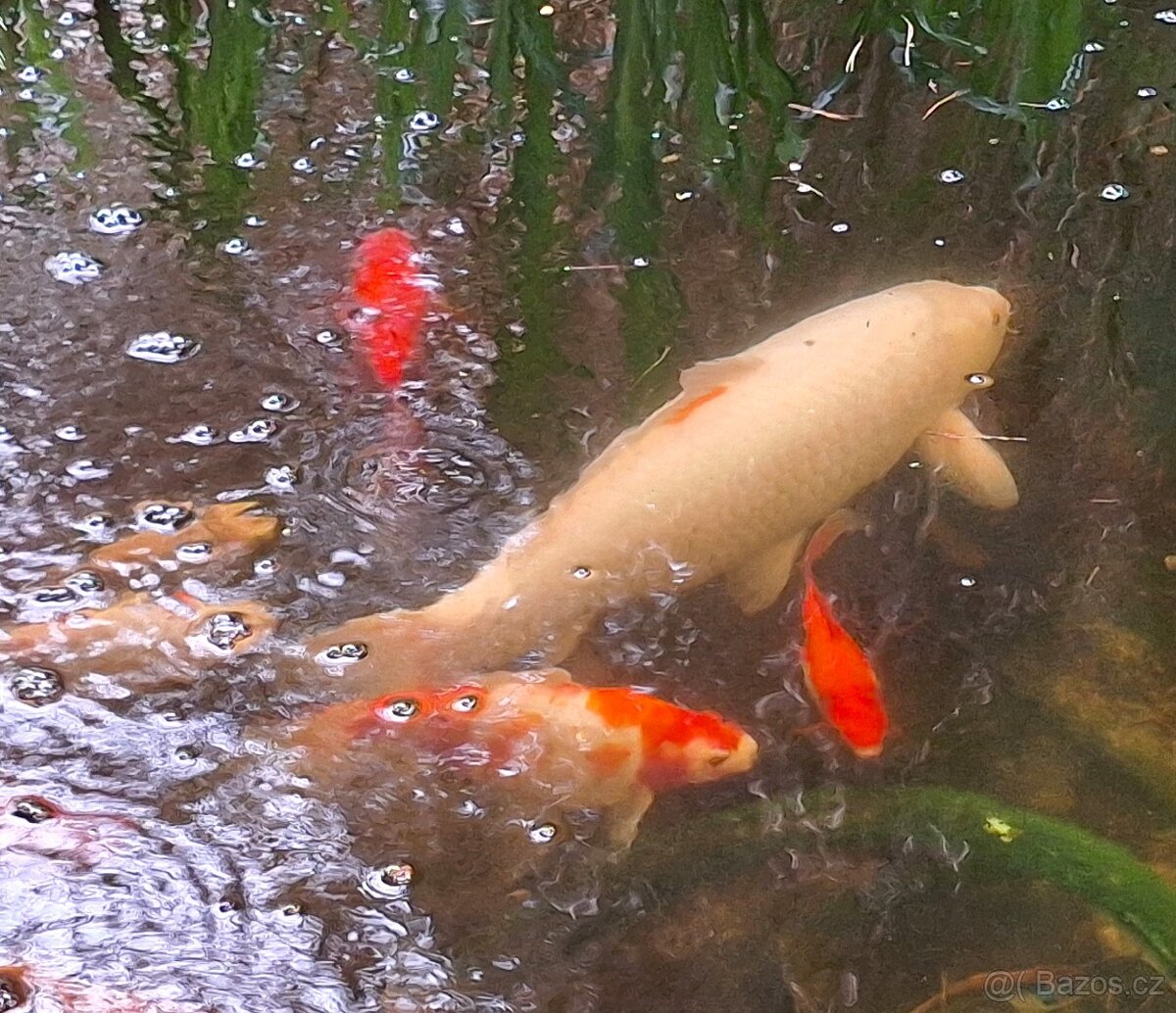 Koi-Kapr okrasné jezírkové ryby