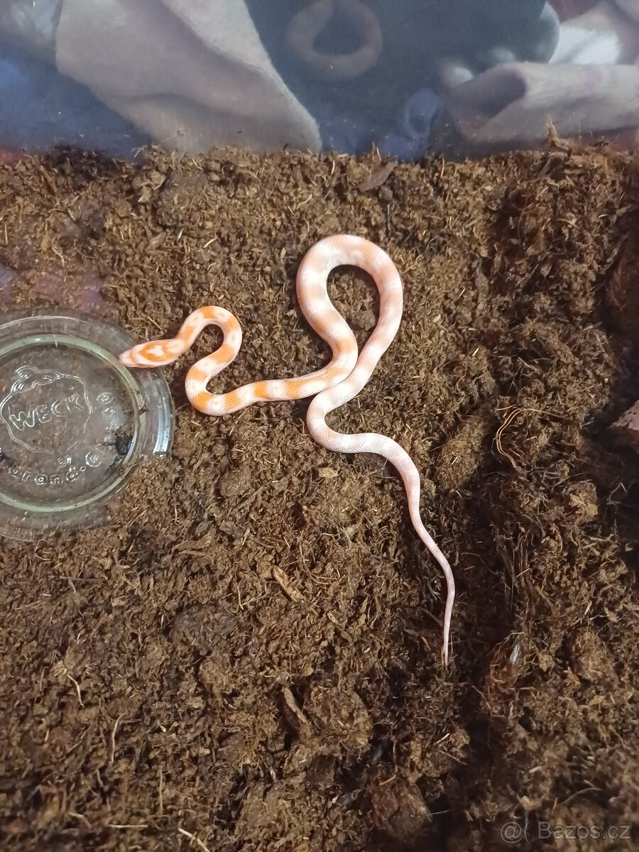 Užovka červená