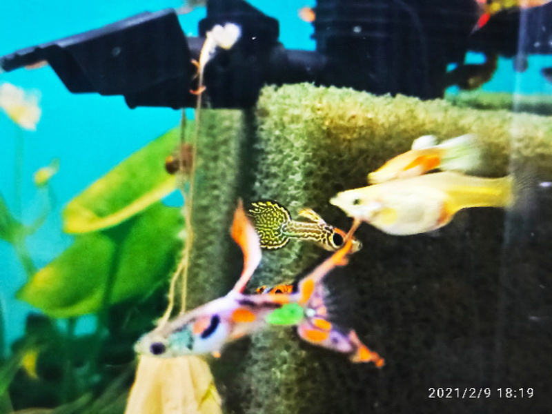 Paví očka a Endlerky