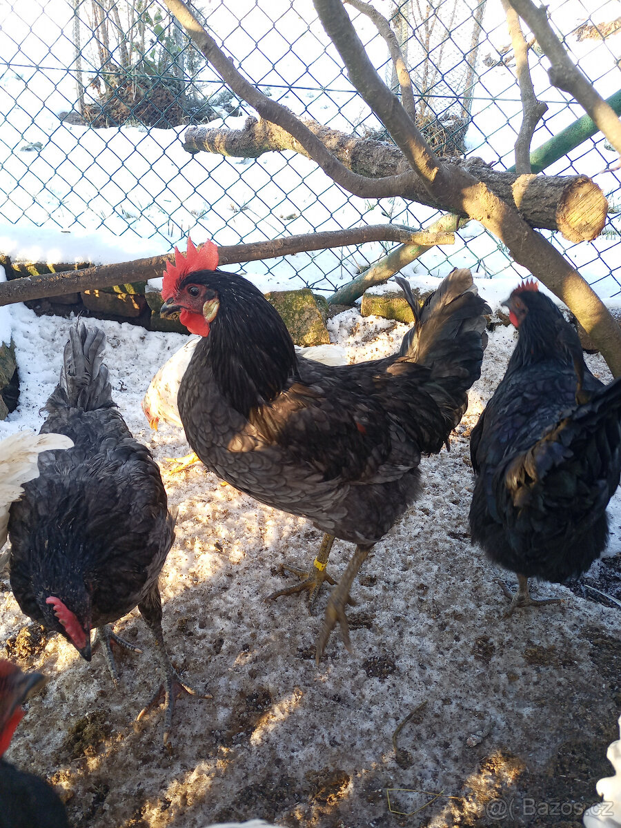 Kohouti ke slepicím