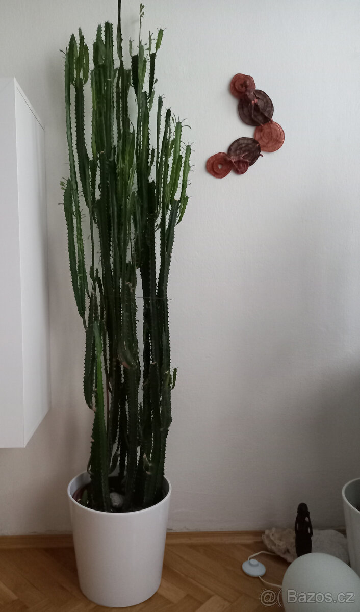 Kaktus/Pryšec trojúhlý