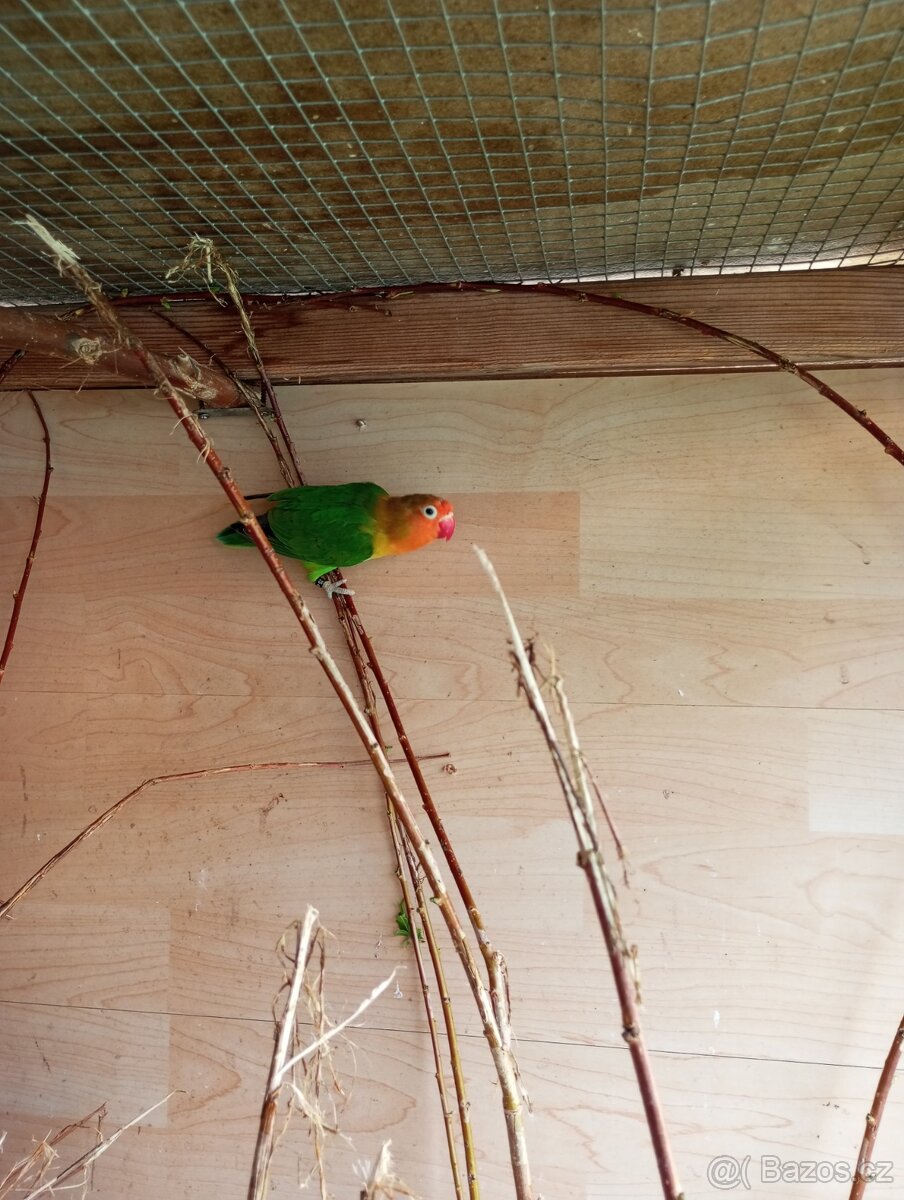 Agapornis Fišeri