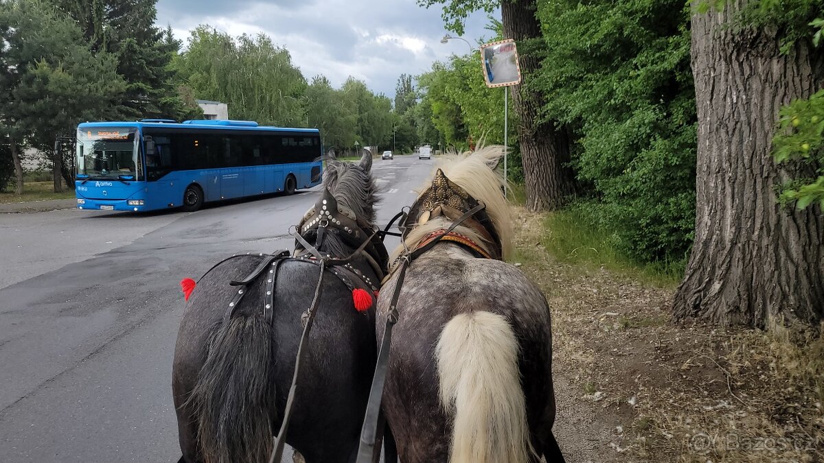 Predám ťažné kone a to Kobylu  a  Valacha všetko z papiermi