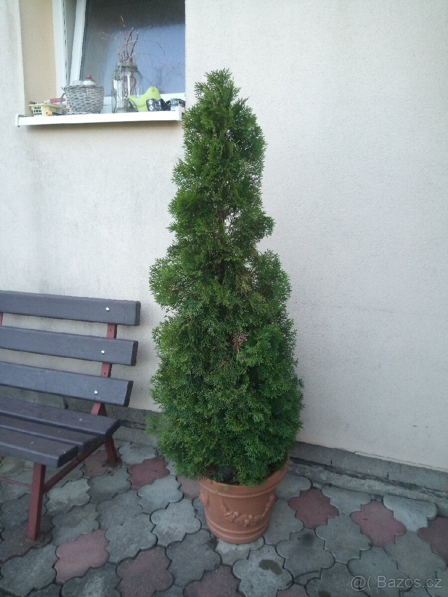 Thuje 120cm
