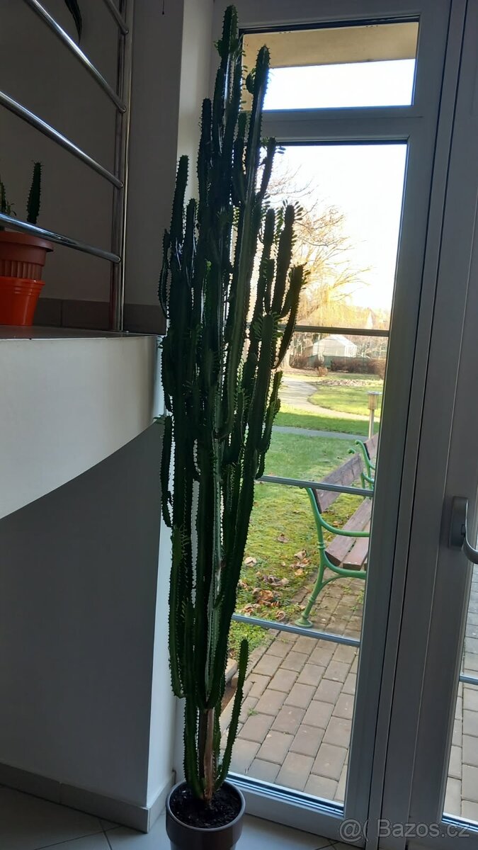Kaktus