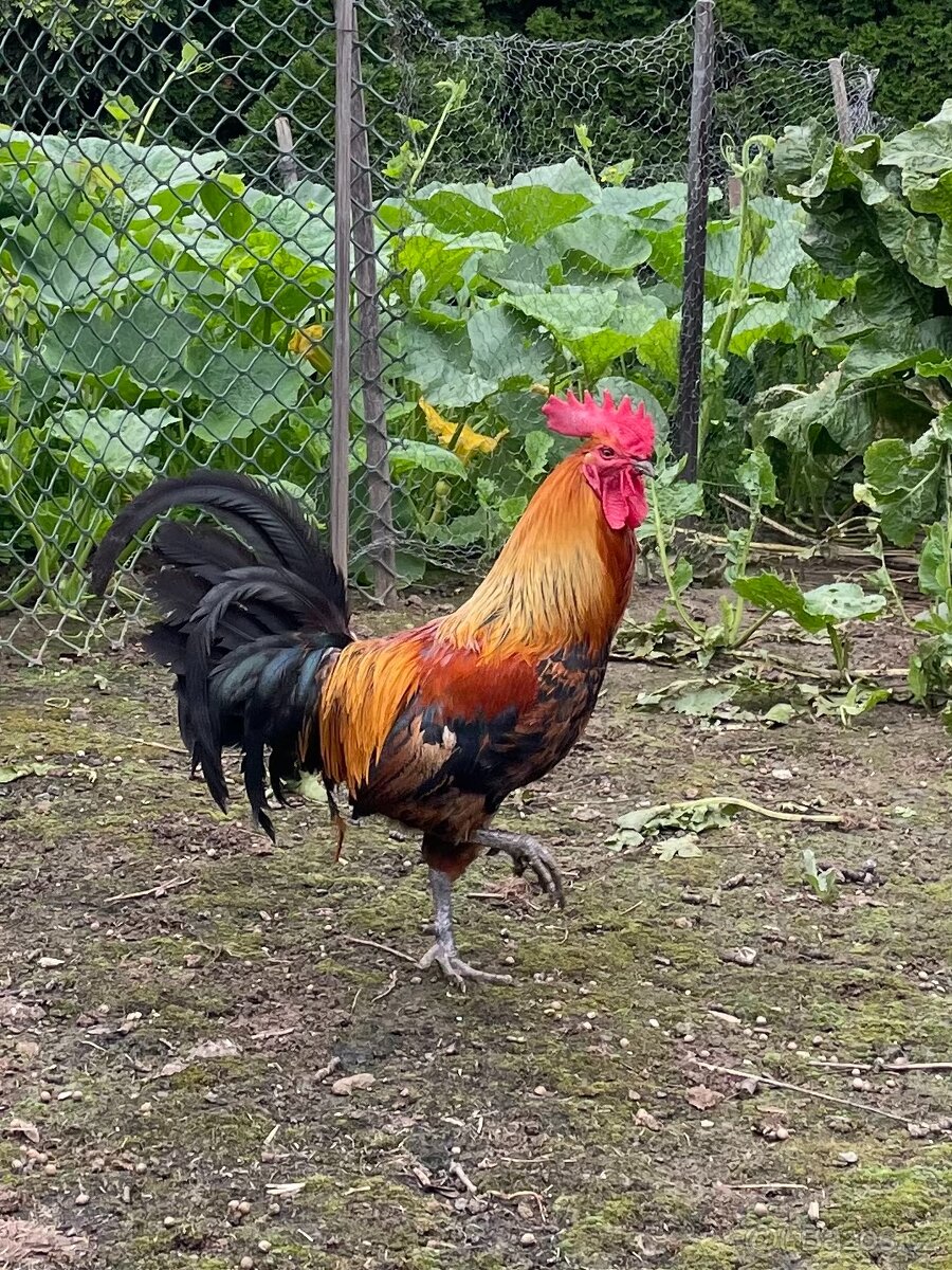 Zlatá česká kropenka