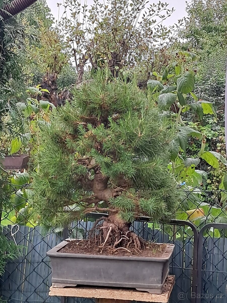 Bonsaj,bonsai Borovice