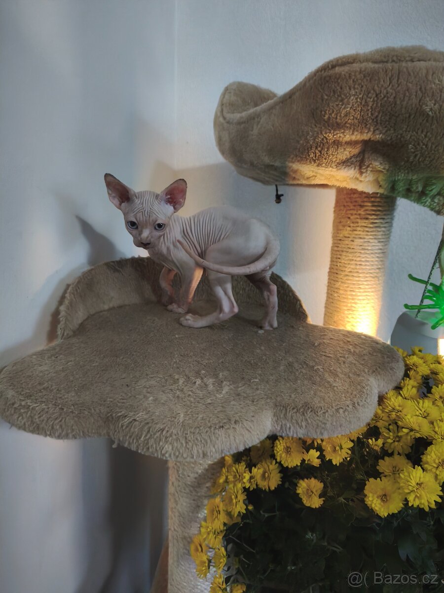 Sphynx kocourek  velký mazel 😻