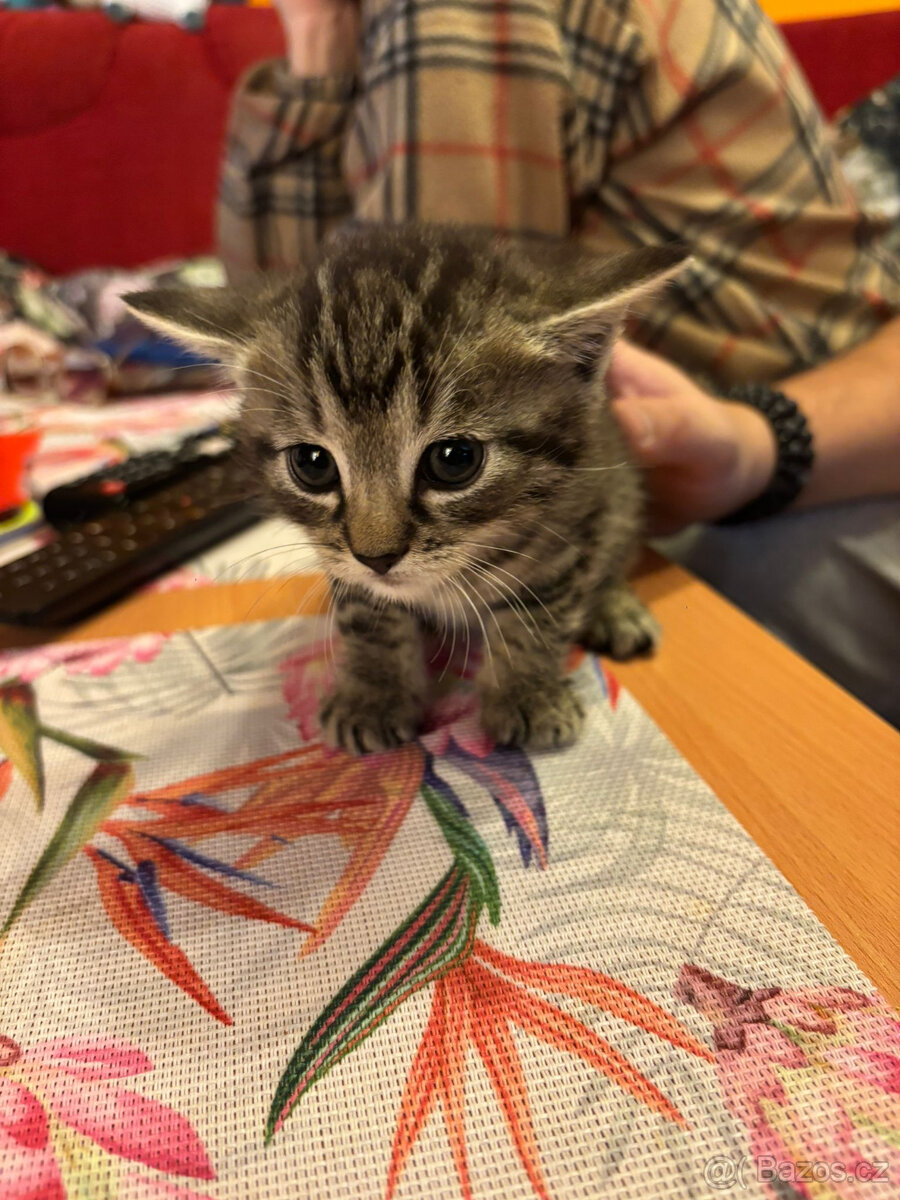 Koťátka do dobrých rukou
