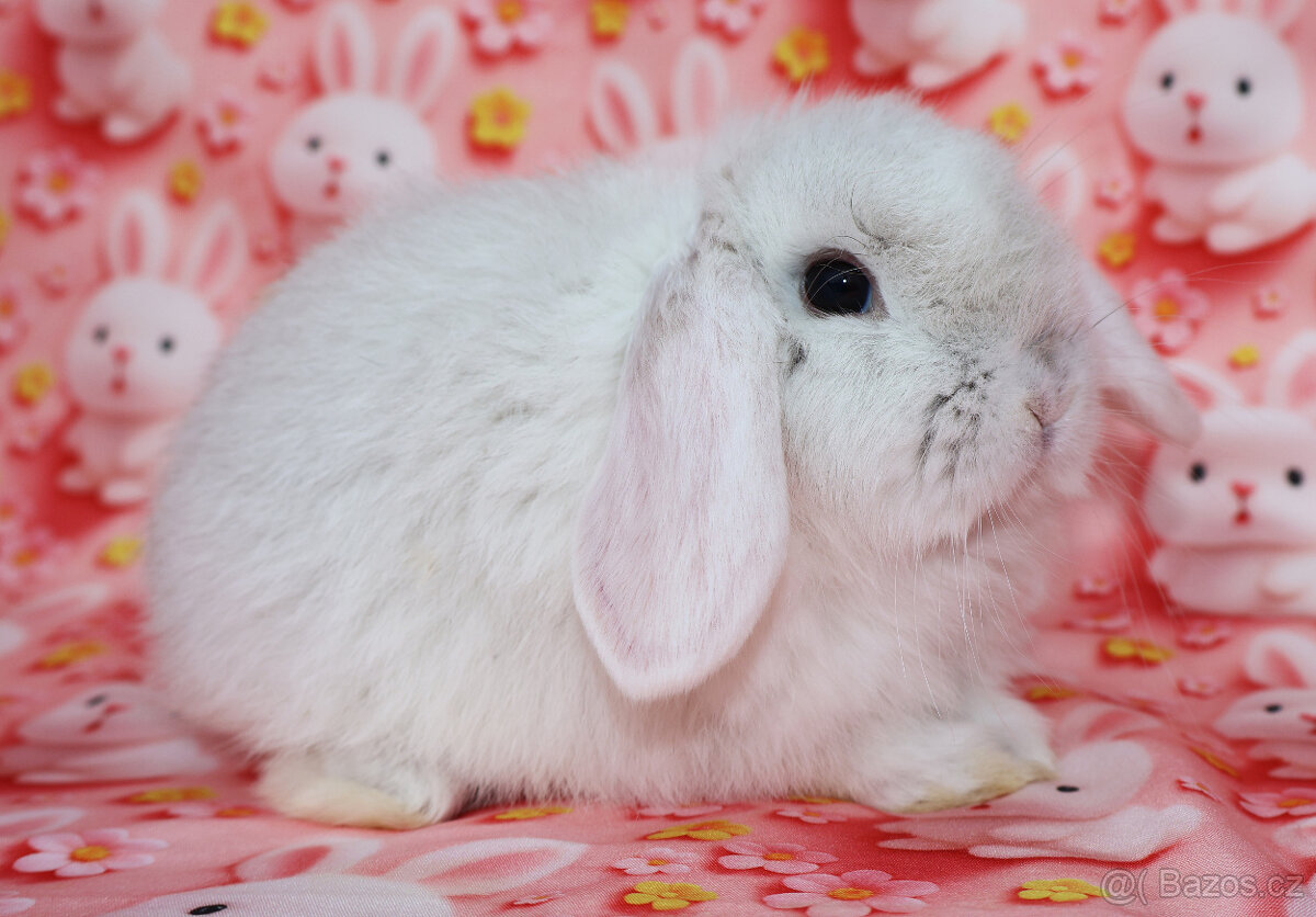 Zakrslý beránek NHD samička