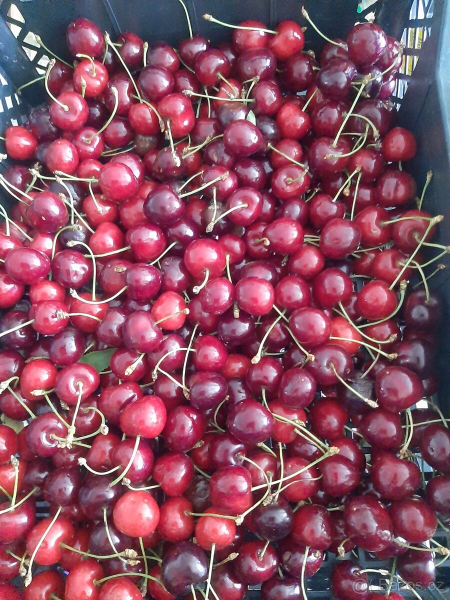 třešně