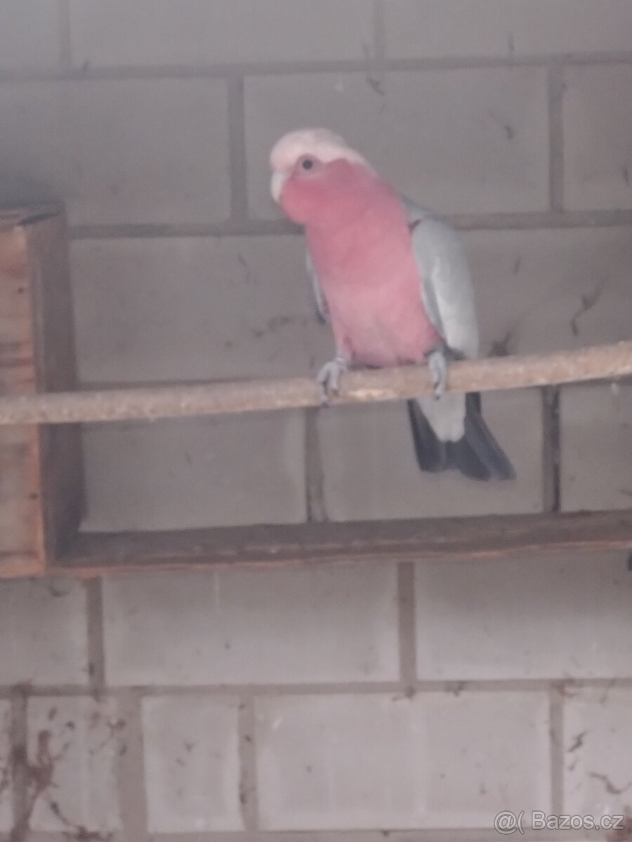 Prodám kakadu růžový agapornis škraboškový