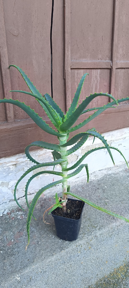 léčivá ALOE - - viz text a foto