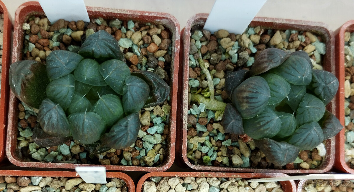 Haworthia Cooperi var. obtusa ( sukulent )