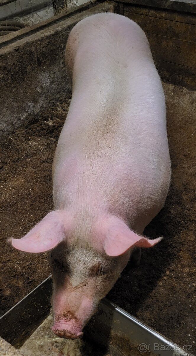 Prodám vykrmené prase