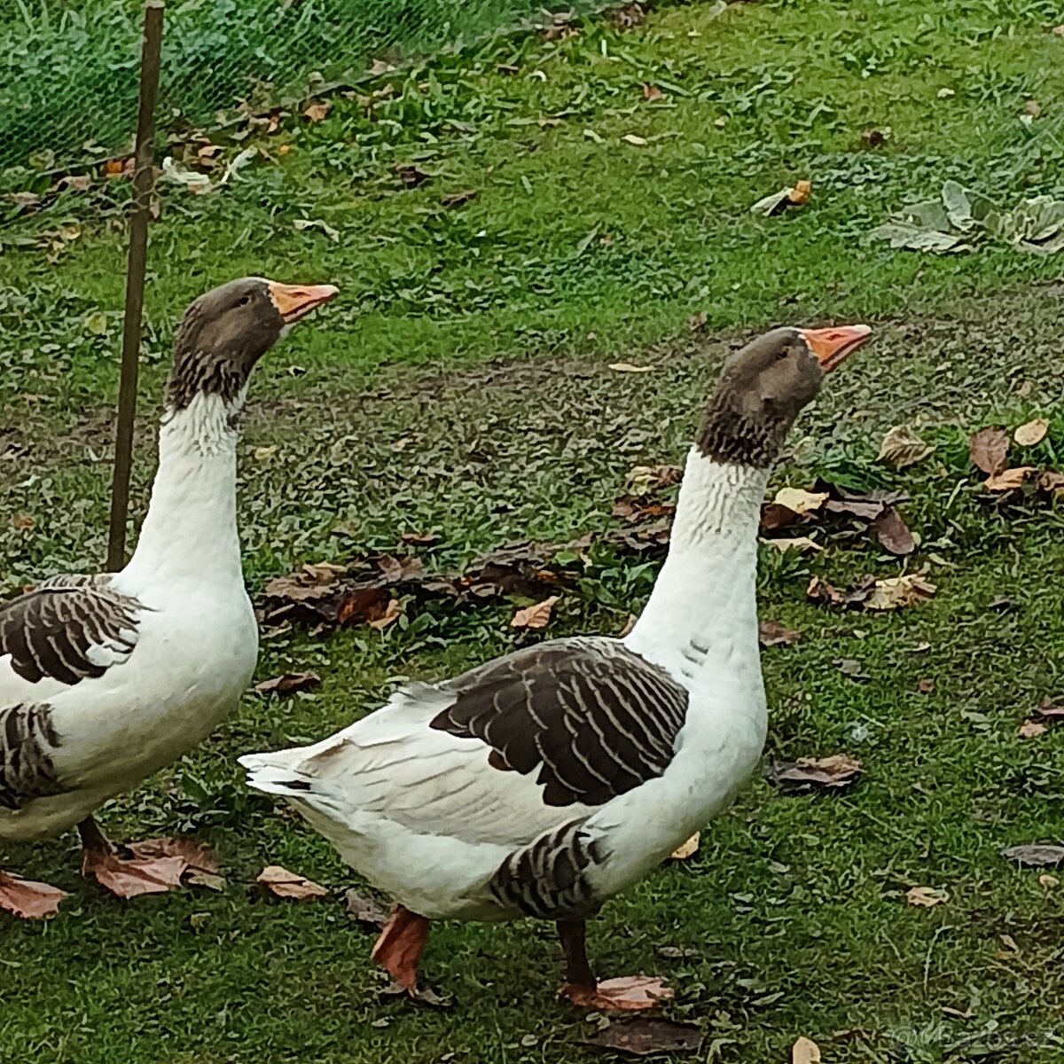 Prodám husy pomořanské