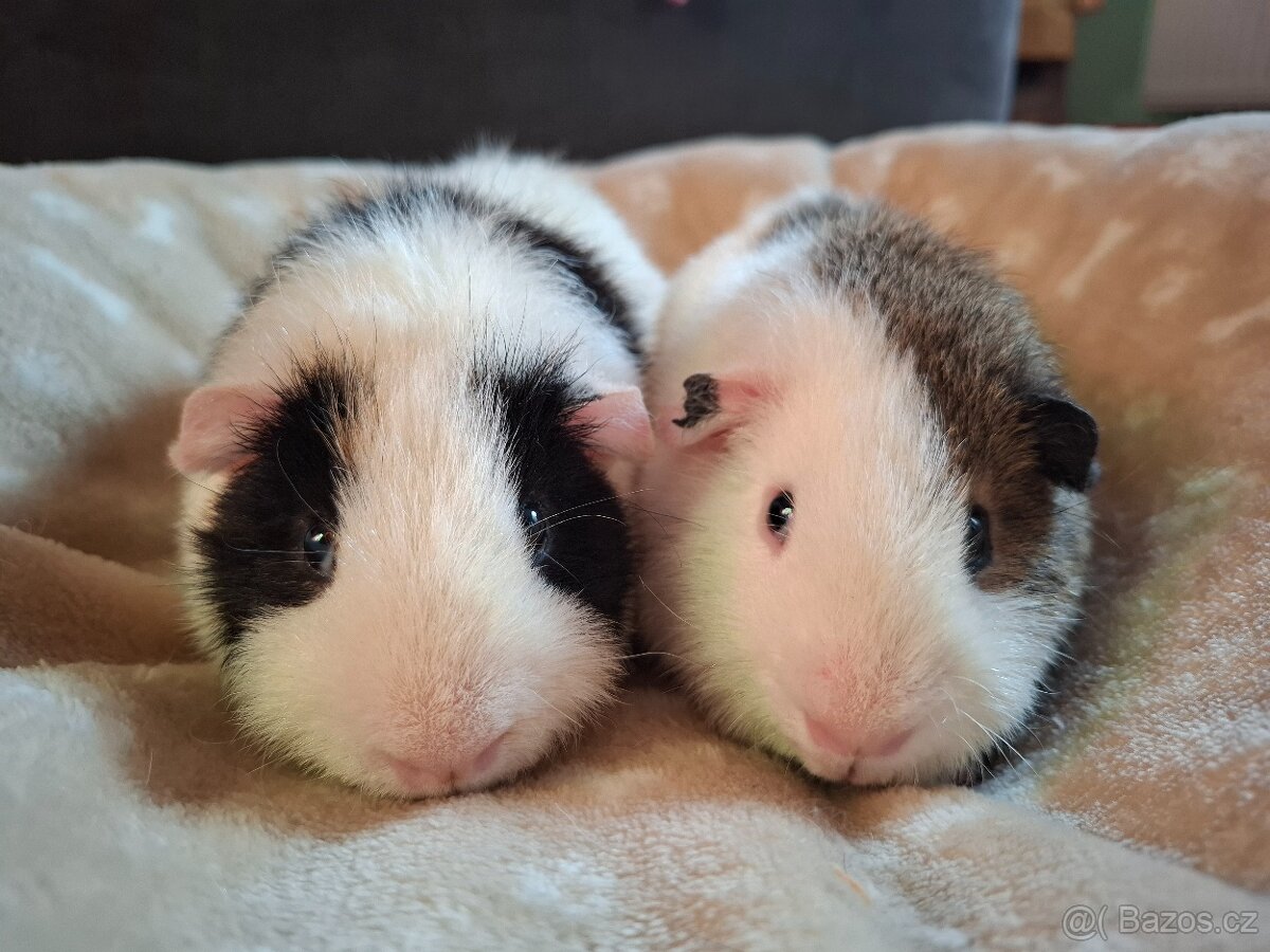 Morče - dva bráškové Zen a Bim, US Teddy