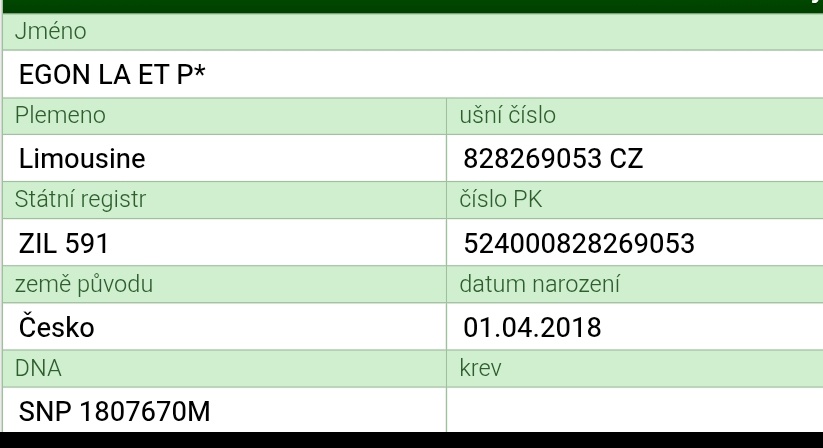 Plemenný býk Limousine