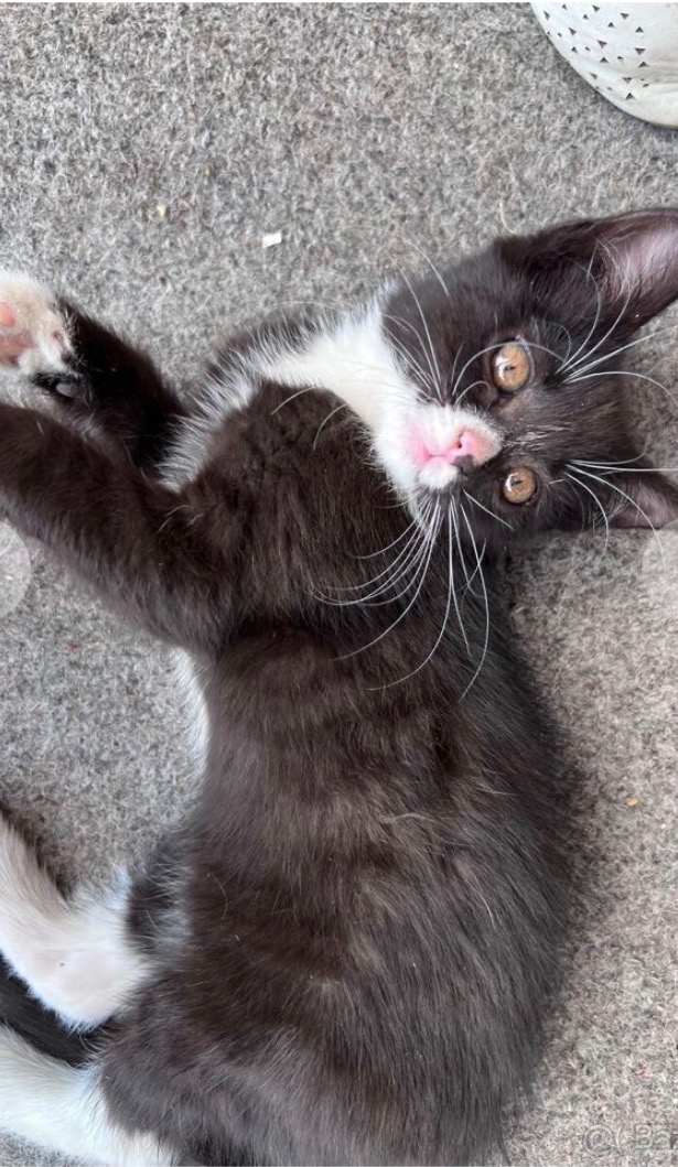 Darují kočičku a kocoura