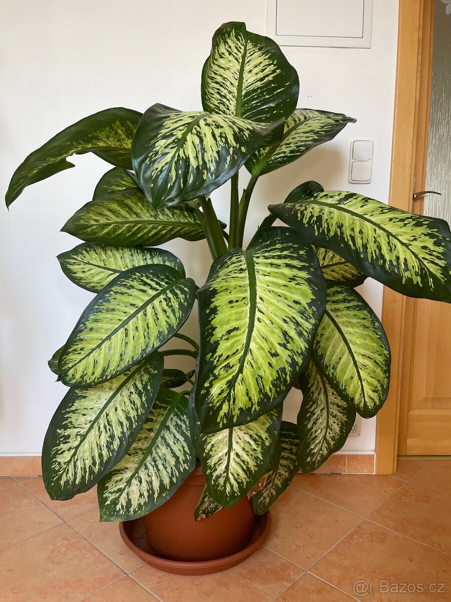 Difenbachie