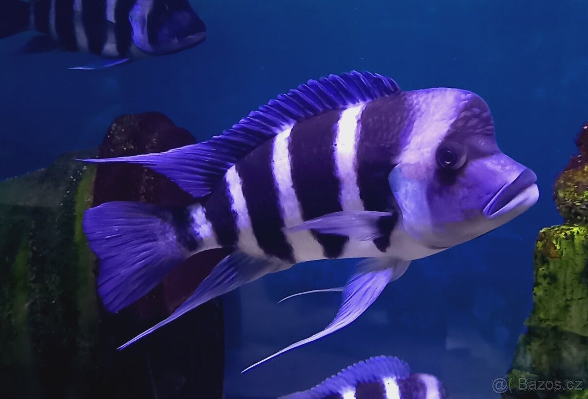 Tanganyika
