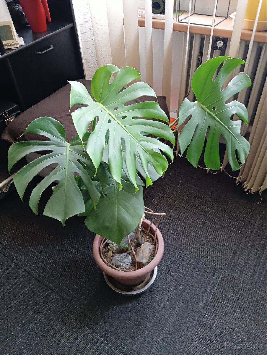 Monstera 100cm