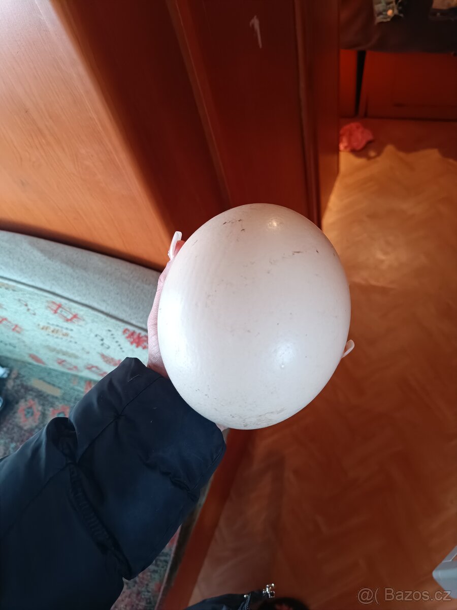 Pštrosi vejce