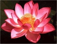Nelumbo Nucifera - Lotos indický - semena