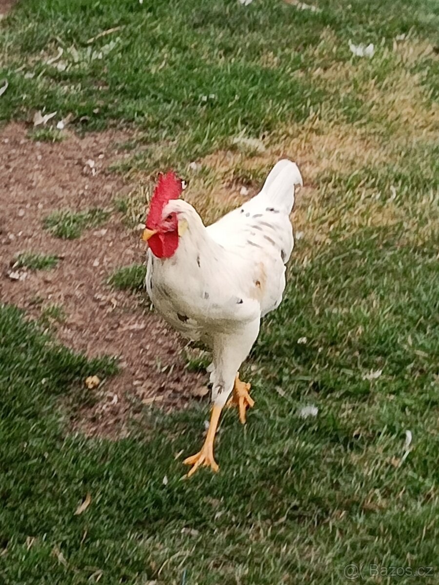 Mladí kohouti