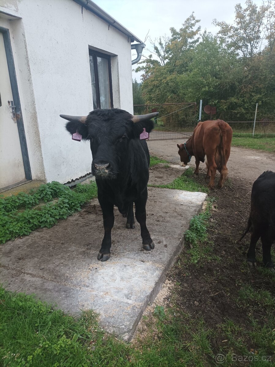 Jalovička, býček Dexter