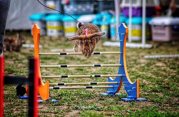 Sportovní králík import Dánsko - Hailey