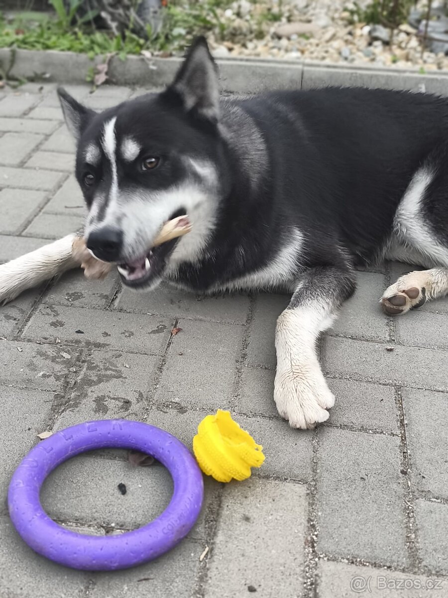 Sibiřský husky bez PP