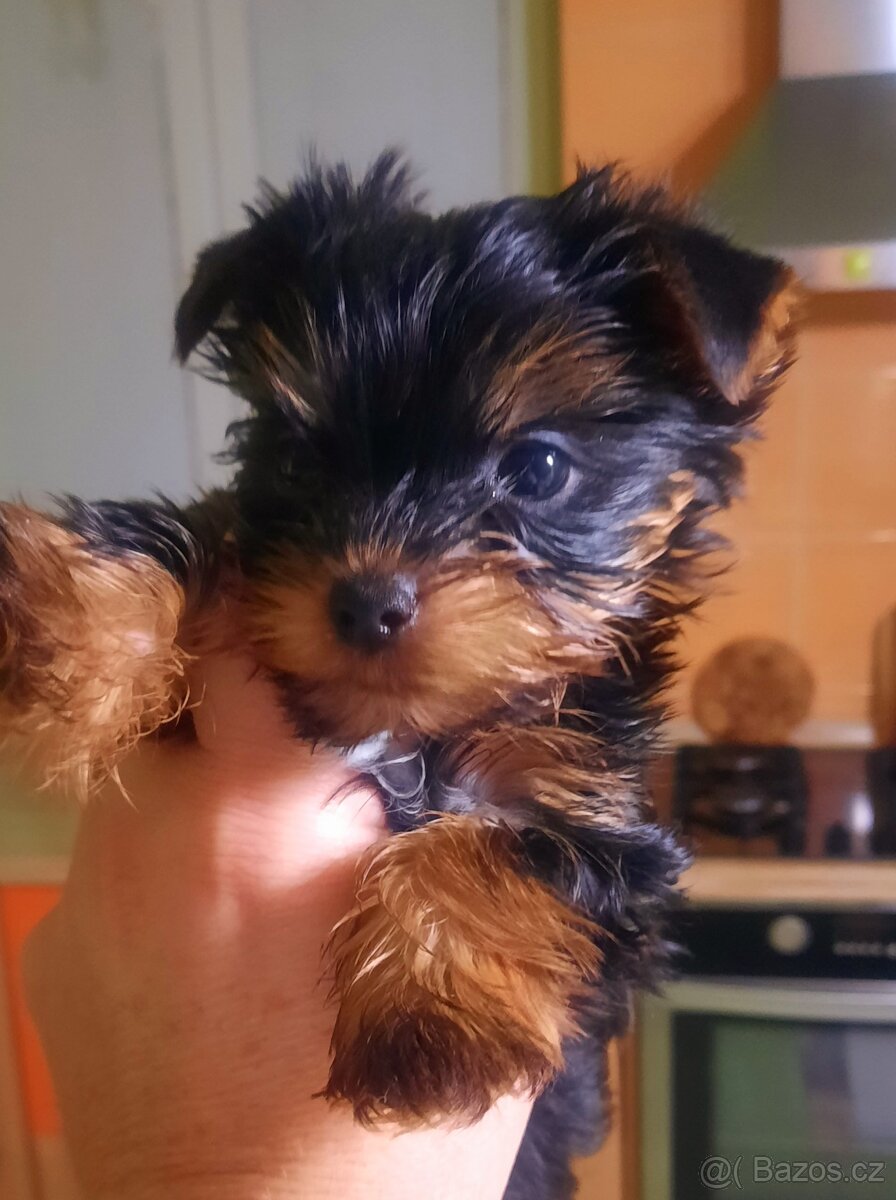 Prodám yorkšírský teriér