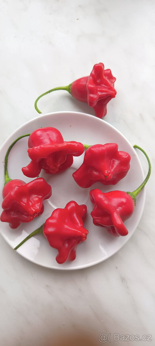 chilli papričky "ZVONEČKY" - semena