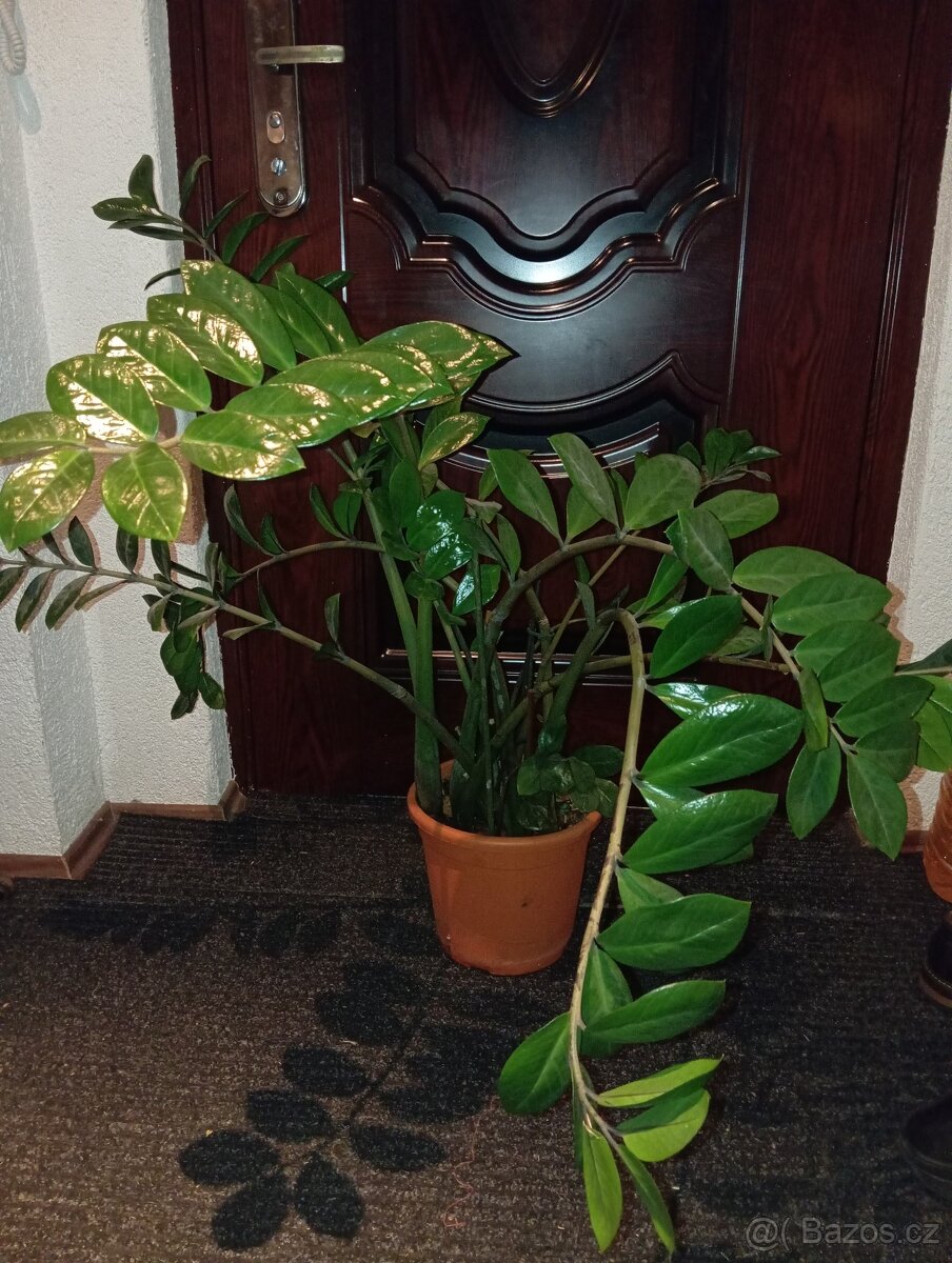 Zamiokulkas - pokojová rostlina