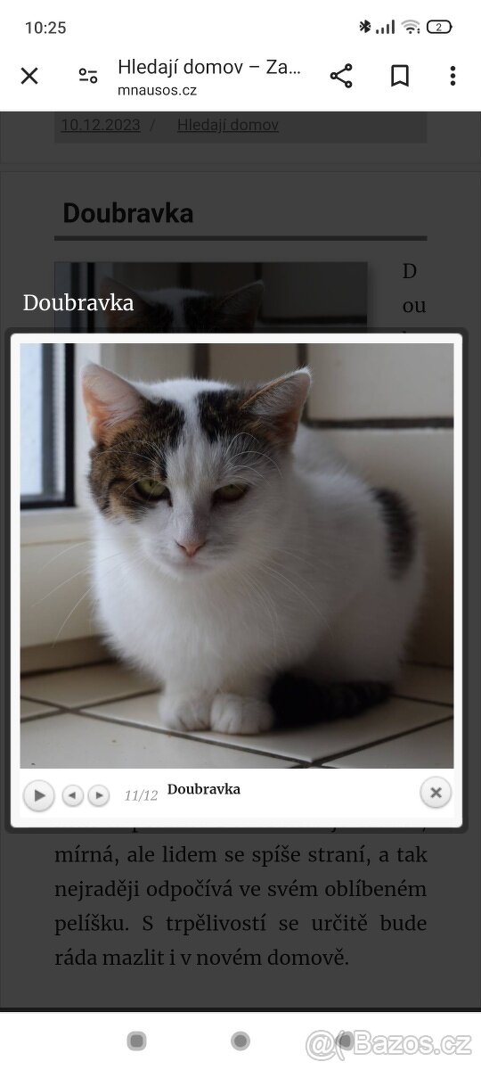 Kočička Doubravka