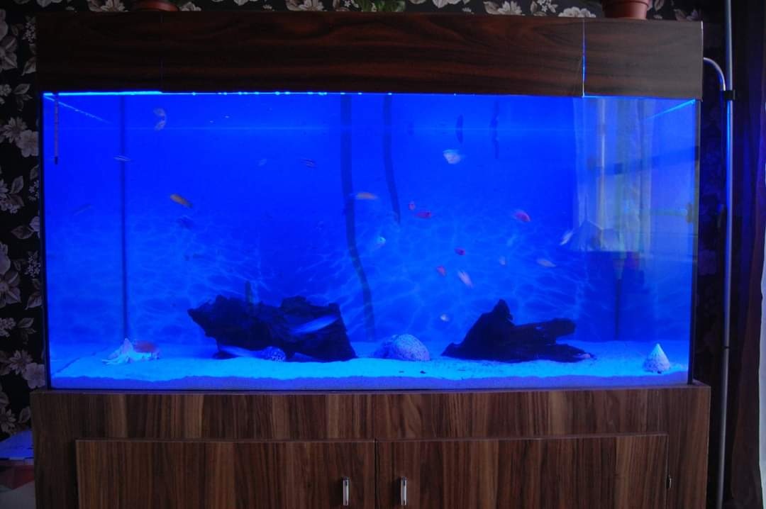 Led pásek modrý 5 metrů