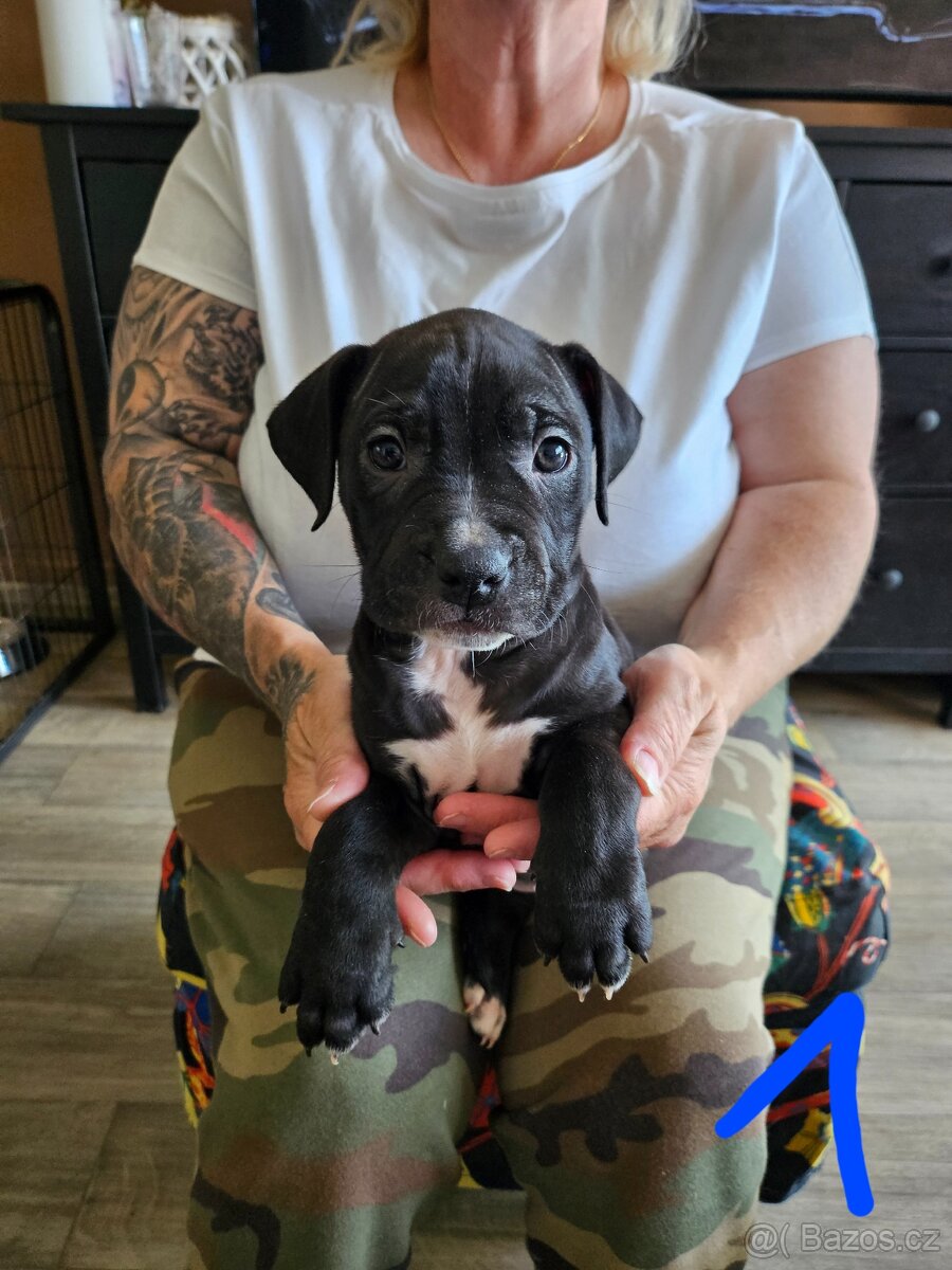 Štěňátka Pitbulla prodám