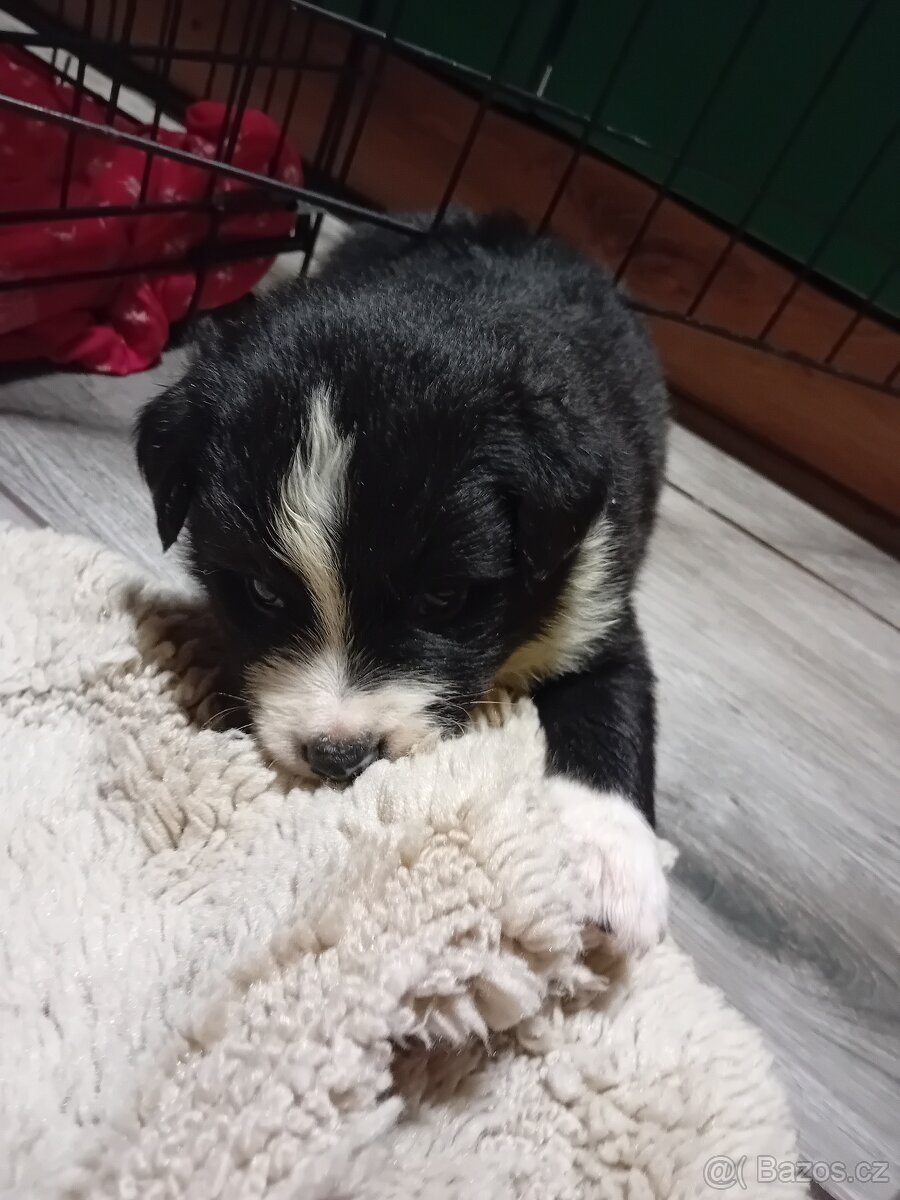PES TYP BORDER COLLIE NA PRODEJ