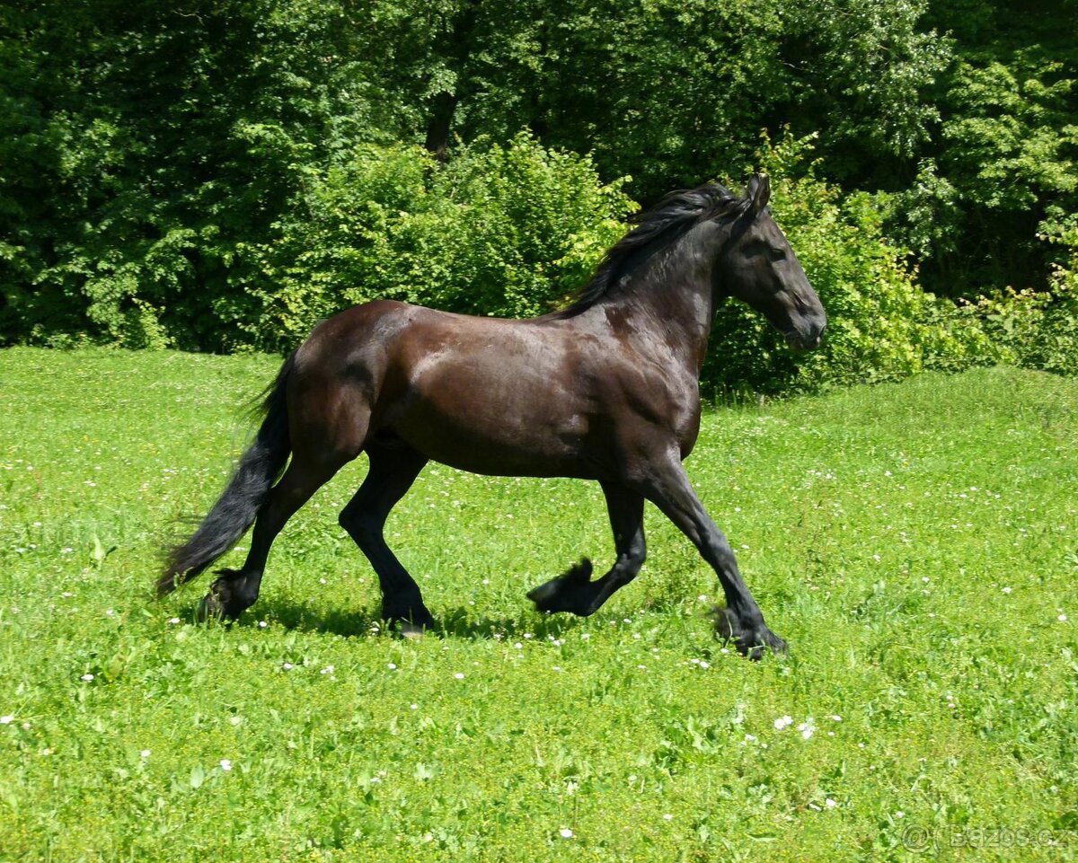 Charakterní valach