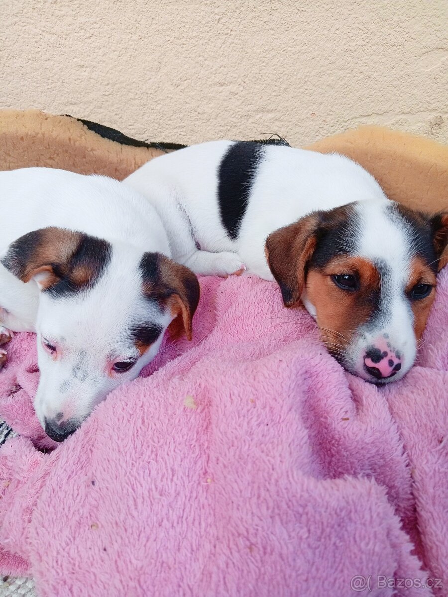 ❤️Jack russel teriér❤️