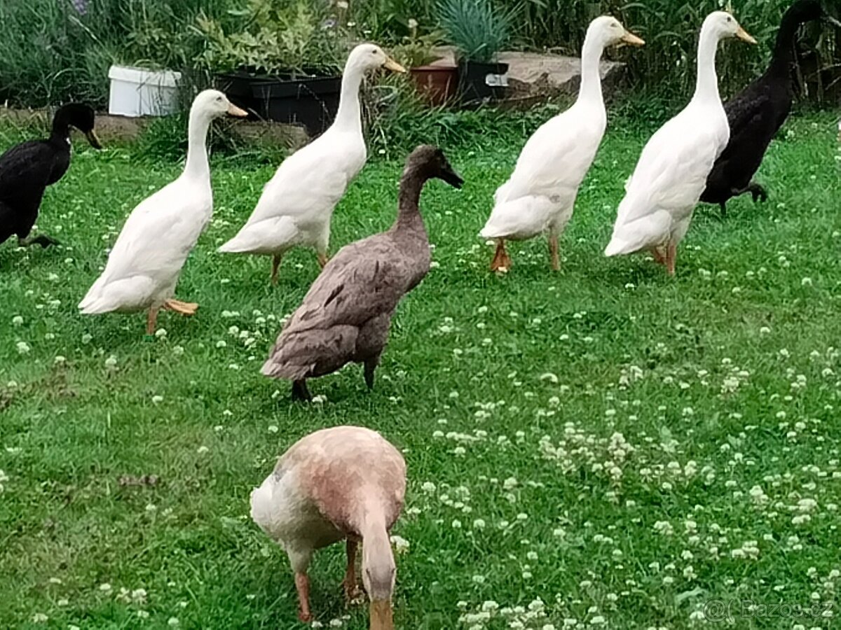 Indický běžec
