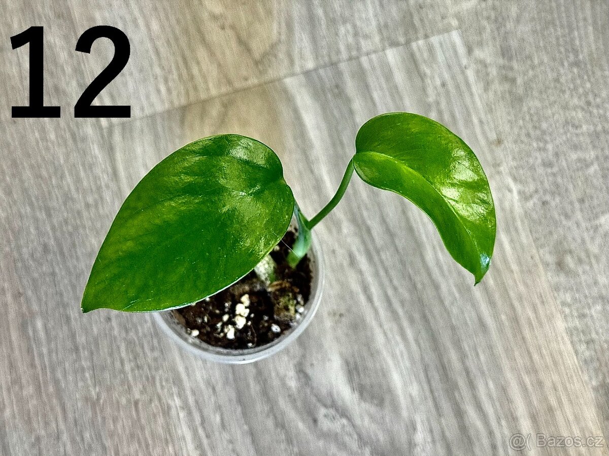 Monstera Deliciosa Albo - Revert 2