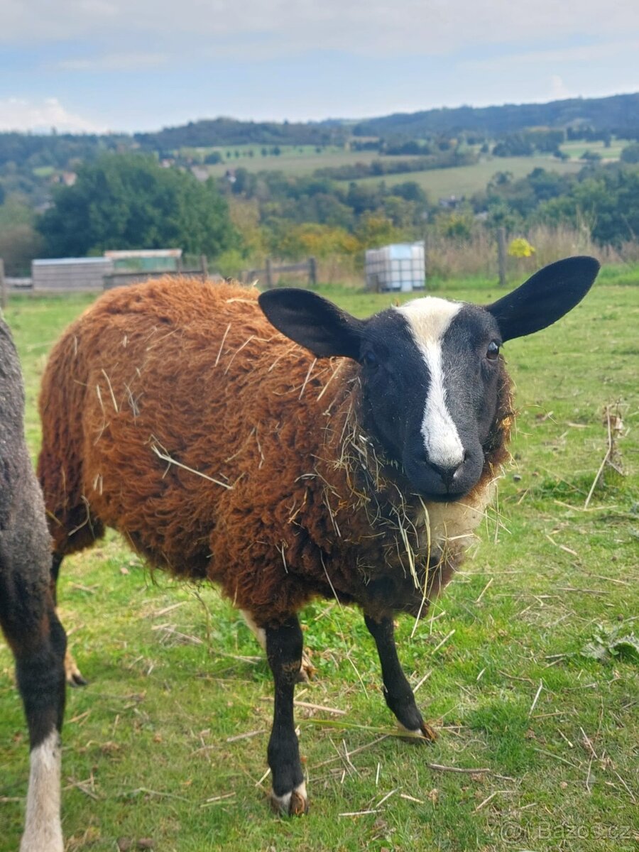 Beran zwartbles