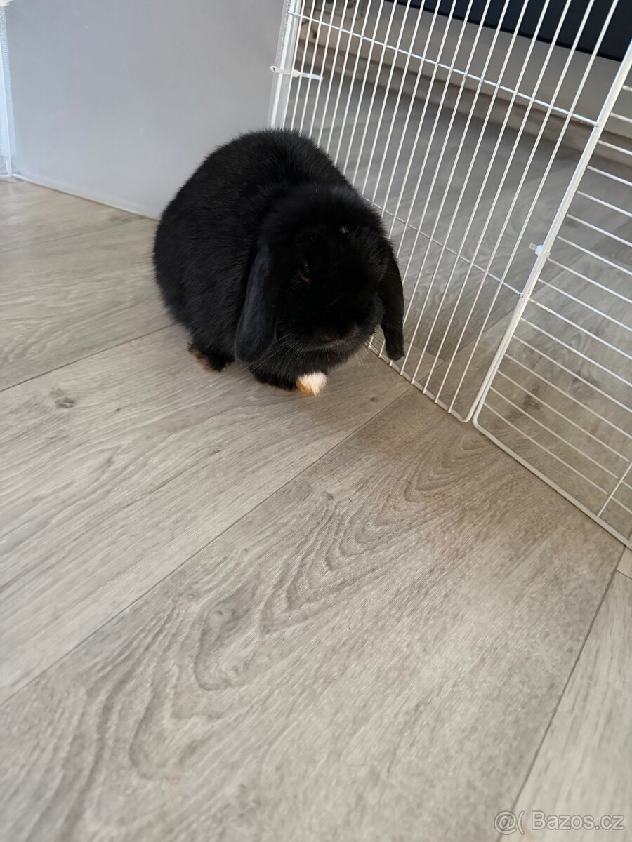 Králíček minilop