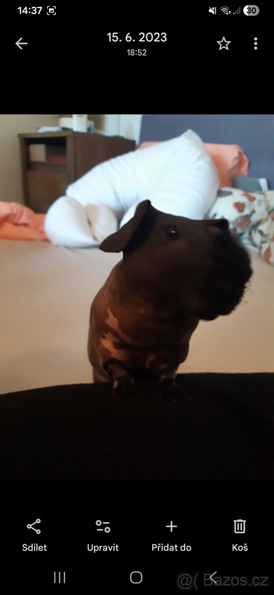 Morčátko Hugi zamluveno