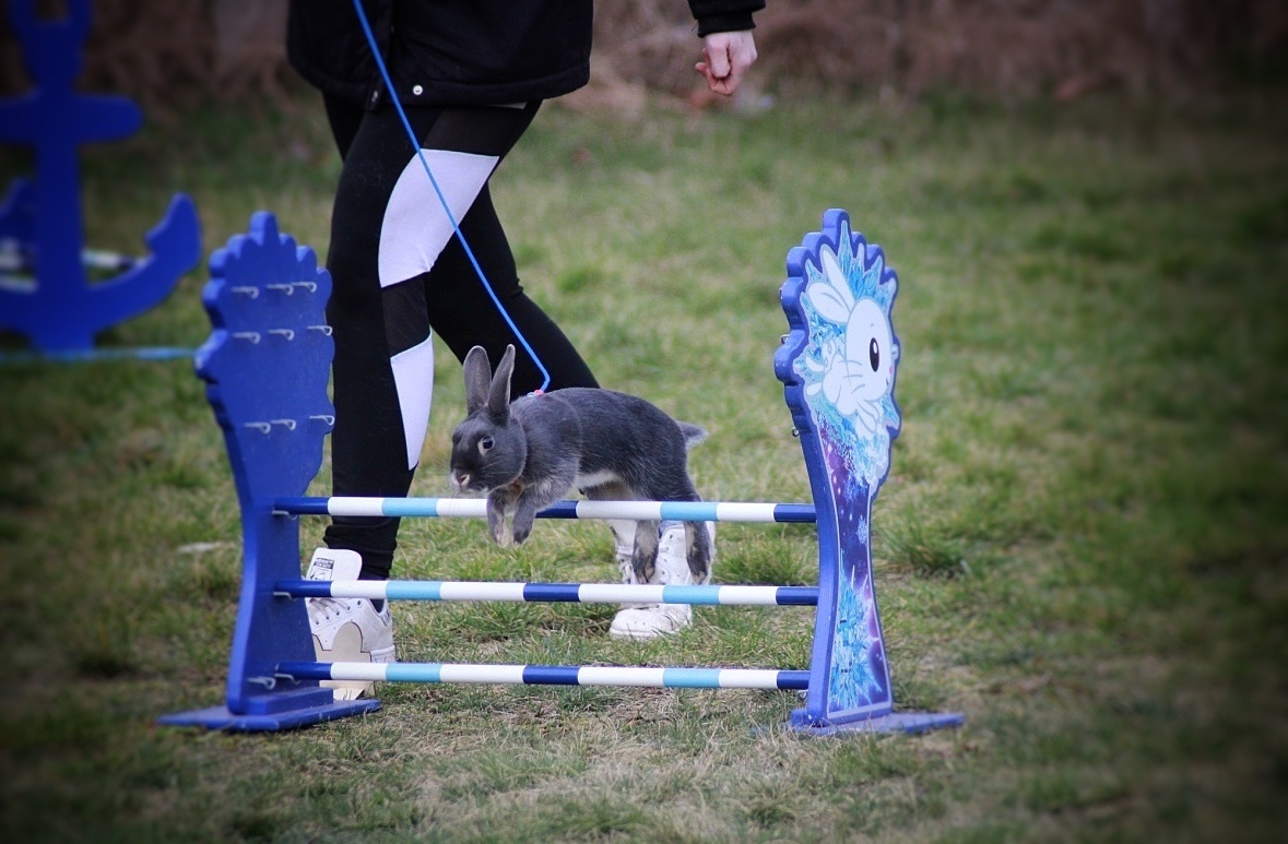 sportovní králík s pp - Simba