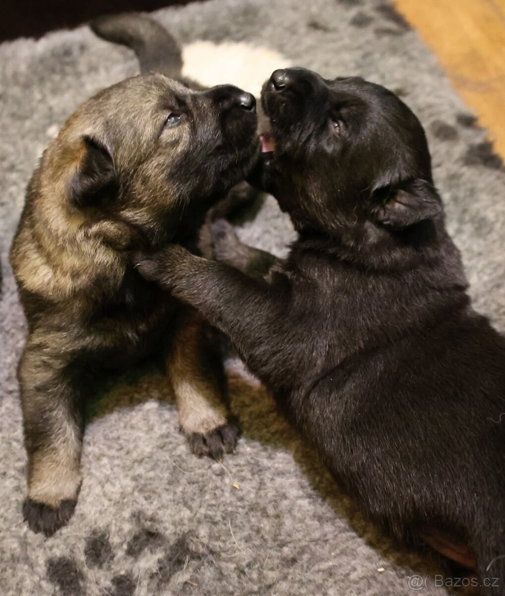 Německý ovčák štěňata s PP