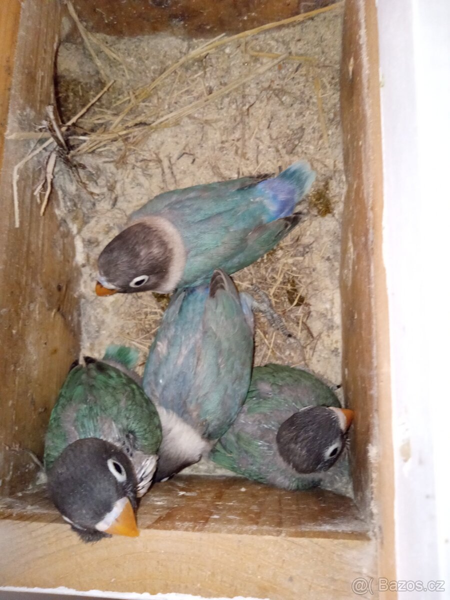 Agapornis škraboškový - mláďata na prodej.